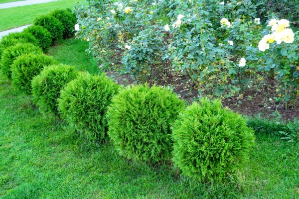 A row of round, lush green shrubs lines a garden path. Behind them, a garden bed is filled with blooming white roses amid green foliage. The neatly trimmed grass adds to the well-maintained garden setting.