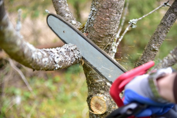 A person using a chainsaw to cut a tree branch outdoors. The chainsaw blade is in motion, surrounded by sawdust, and the person's hand is visible wearing a blue glove. The background consists of blurred greenery.