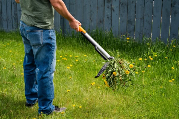 A person wearing jeans and a green shirt uses a metal gardening tool to pull weeds and dandelions from a grassy lawn. A wooden fence is visible in the background.