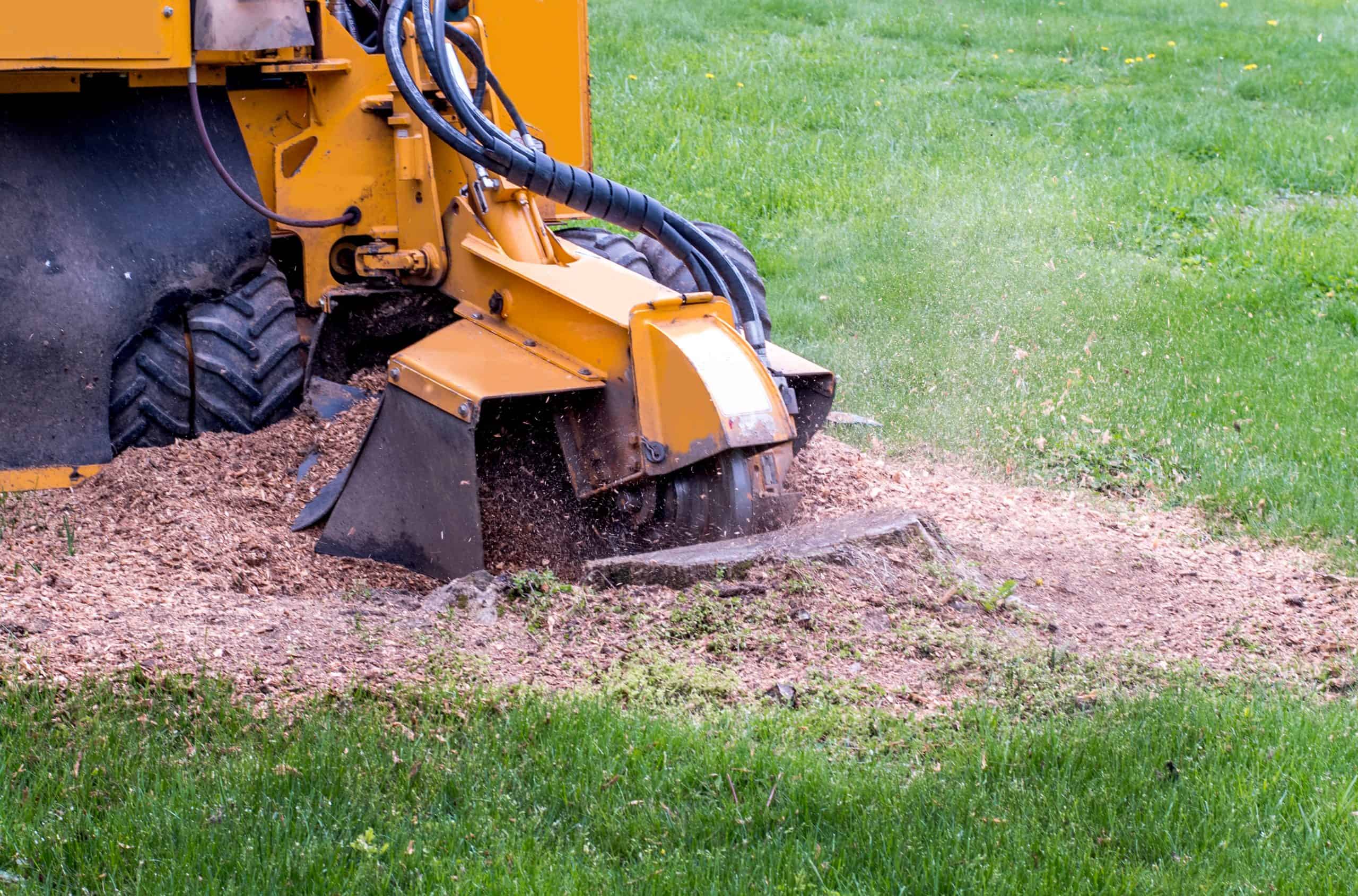 A stump grinder in action, cutting into a tree stump and producing wood chips. The machine is yellow, with visible gears and spinning blades, positioned on a grassy lawn. Sawdust and wood shavings are scattered around.