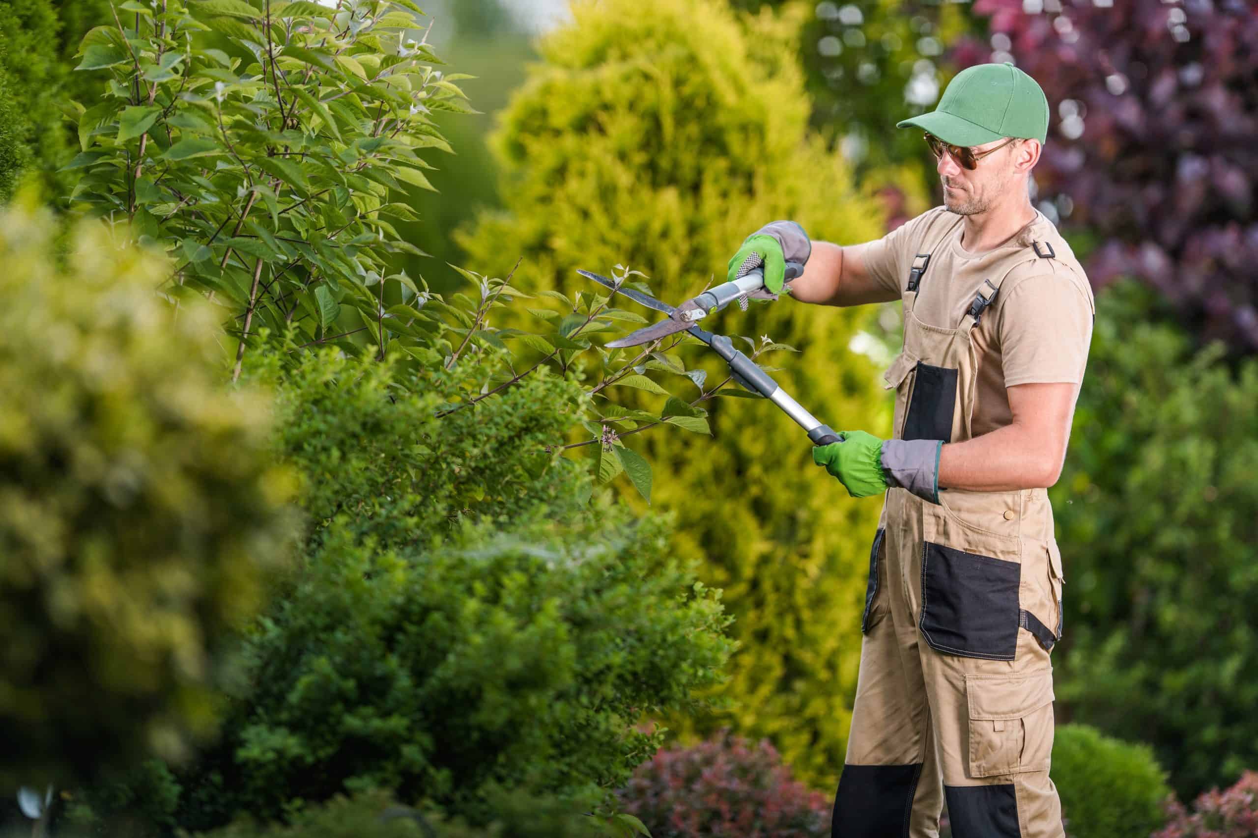 A gardener in beige overalls and a green cap is trimming bushes with large shears. He wears green gloves and sunglasses, standing amidst lush greenery and shrubs in a garden setting.