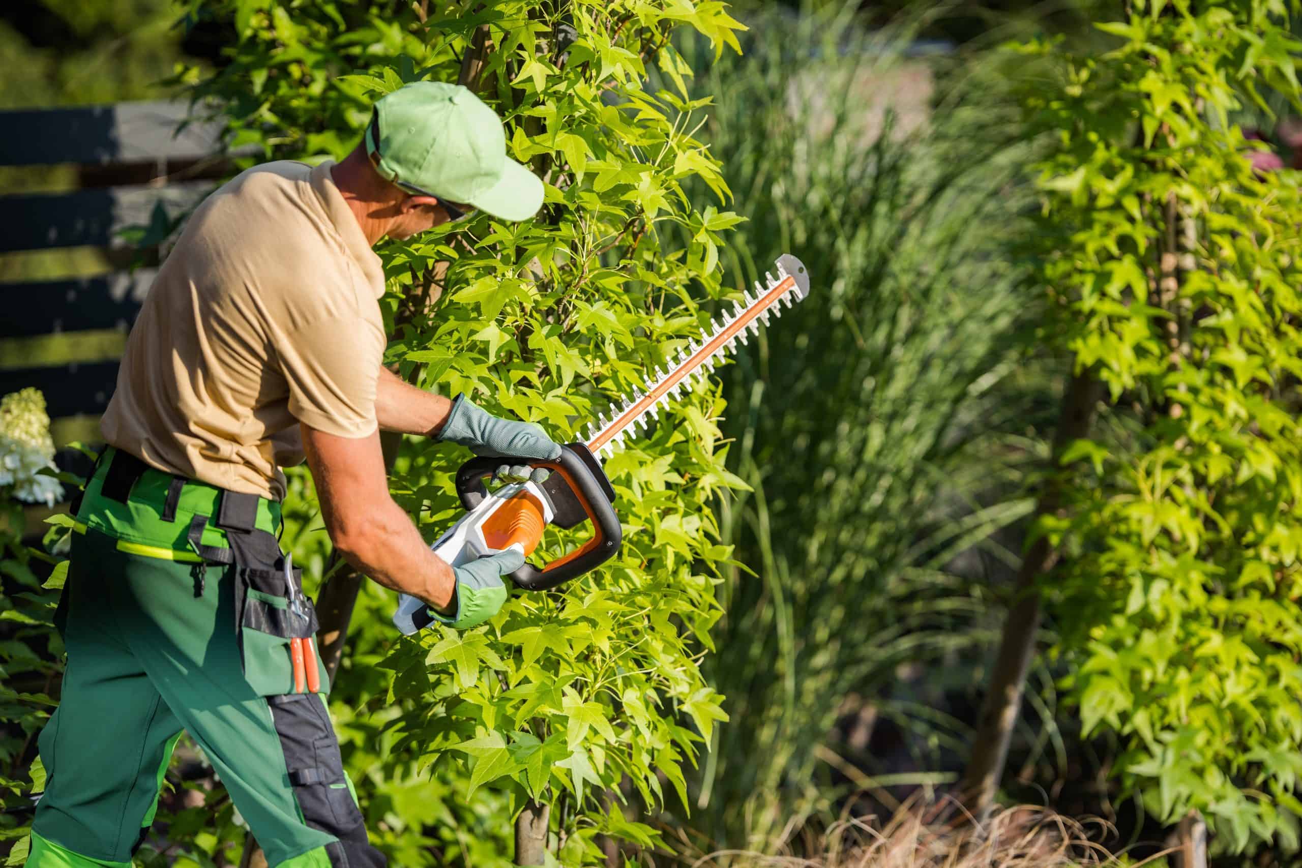A gardener in green overalls and a cap is trimming tall, leafy shrubs with an electric hedge trimmer. Bright sunlight casts shadows on the plants, and he is surrounded by lush greenery.