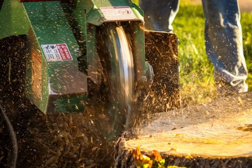 A stump grinder machine cutting into a tree stump, creating wood chips and sawdust. Sunlight highlights the action, with grass and a person's legs in the background.