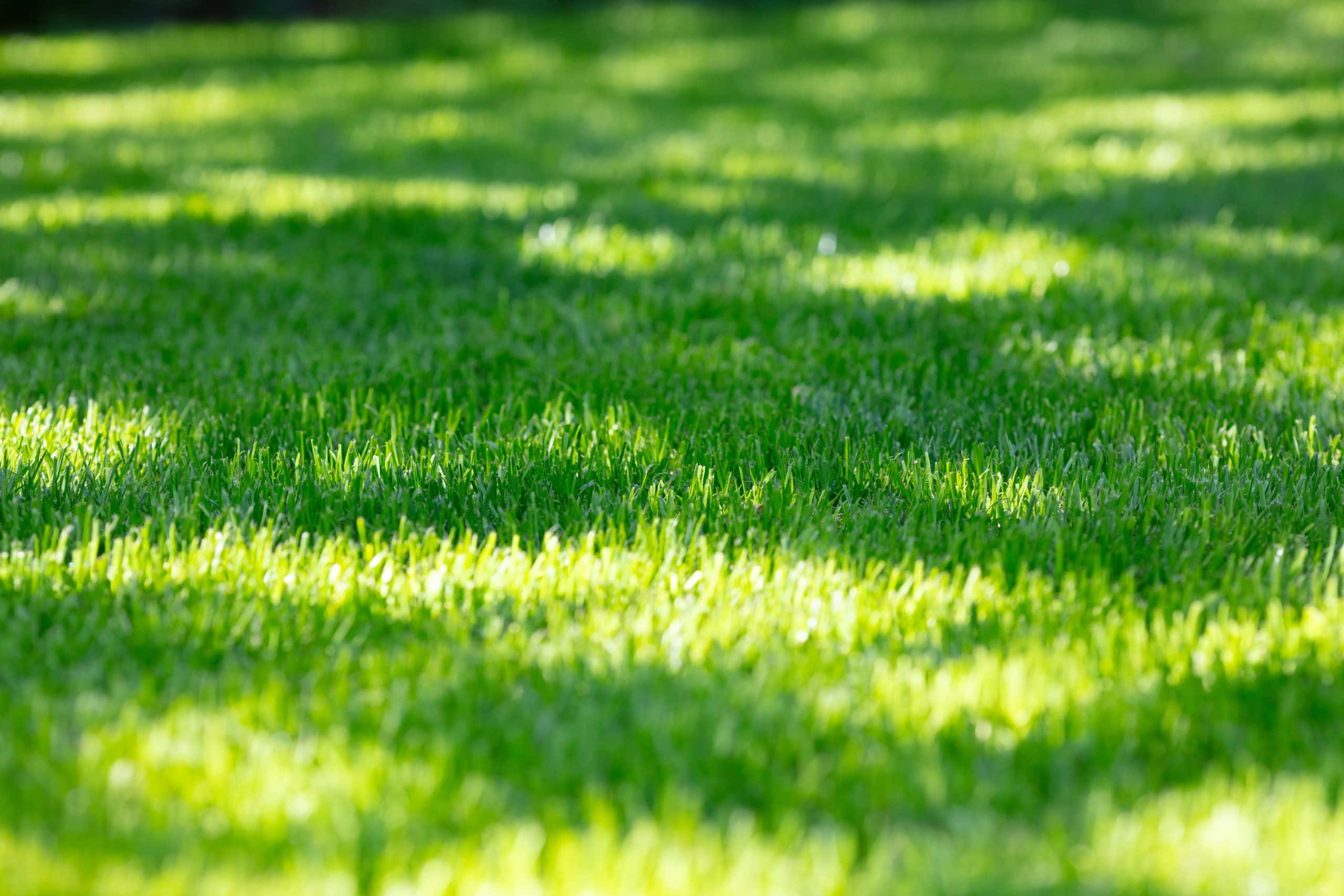 A close-up view of a lush green grass lawn, with sunlight casting gentle shadows. The grass appears fresh and well-maintained, creating a serene and peaceful outdoor scene.