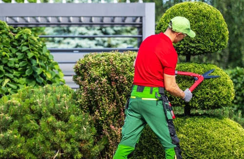 A gardener in a red shirt and green pants, specializing in tree trimming, carefully uses hedge clippers to shape a rounded topiary bush. Wearing a green cap and gloves, he's surrounded by lush greenery and a gray structure in the background.