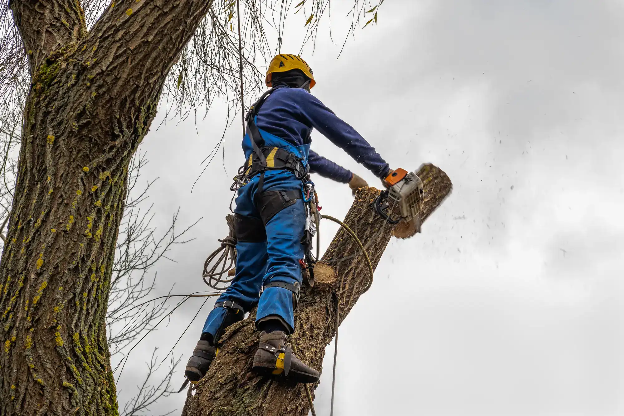 A person wearing safety gear and a helmet uses a chainsaw to cut a large branch from a tree, standing securely with a harness against a cloudy sky.