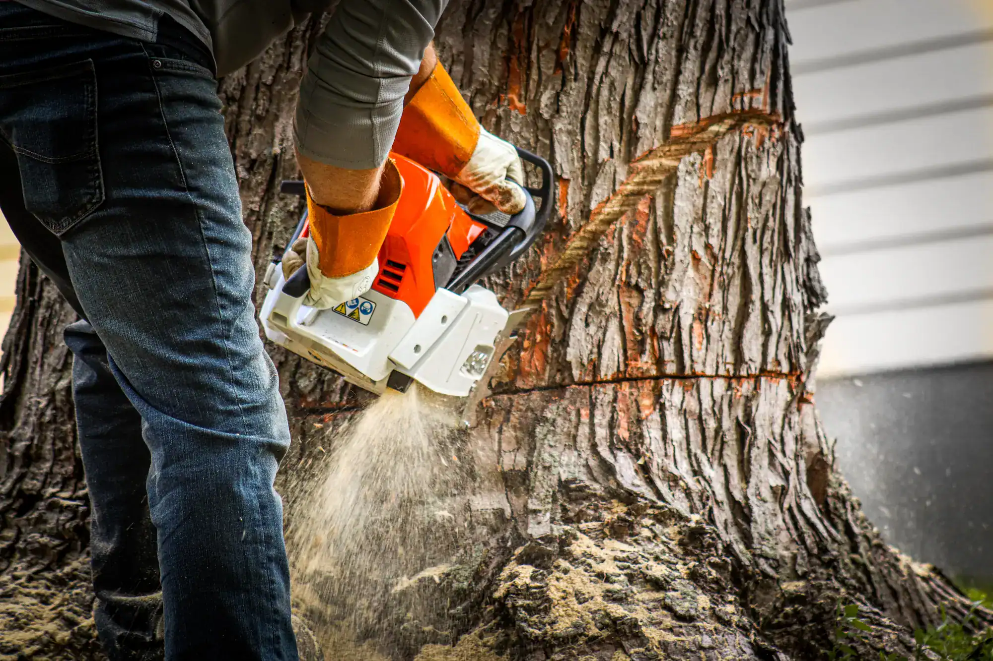 A person wearing gloves and safety gear uses a chainsaw to cut into the thick trunk of a large tree, with sawdust flying and deep cut marks visible on the bark.