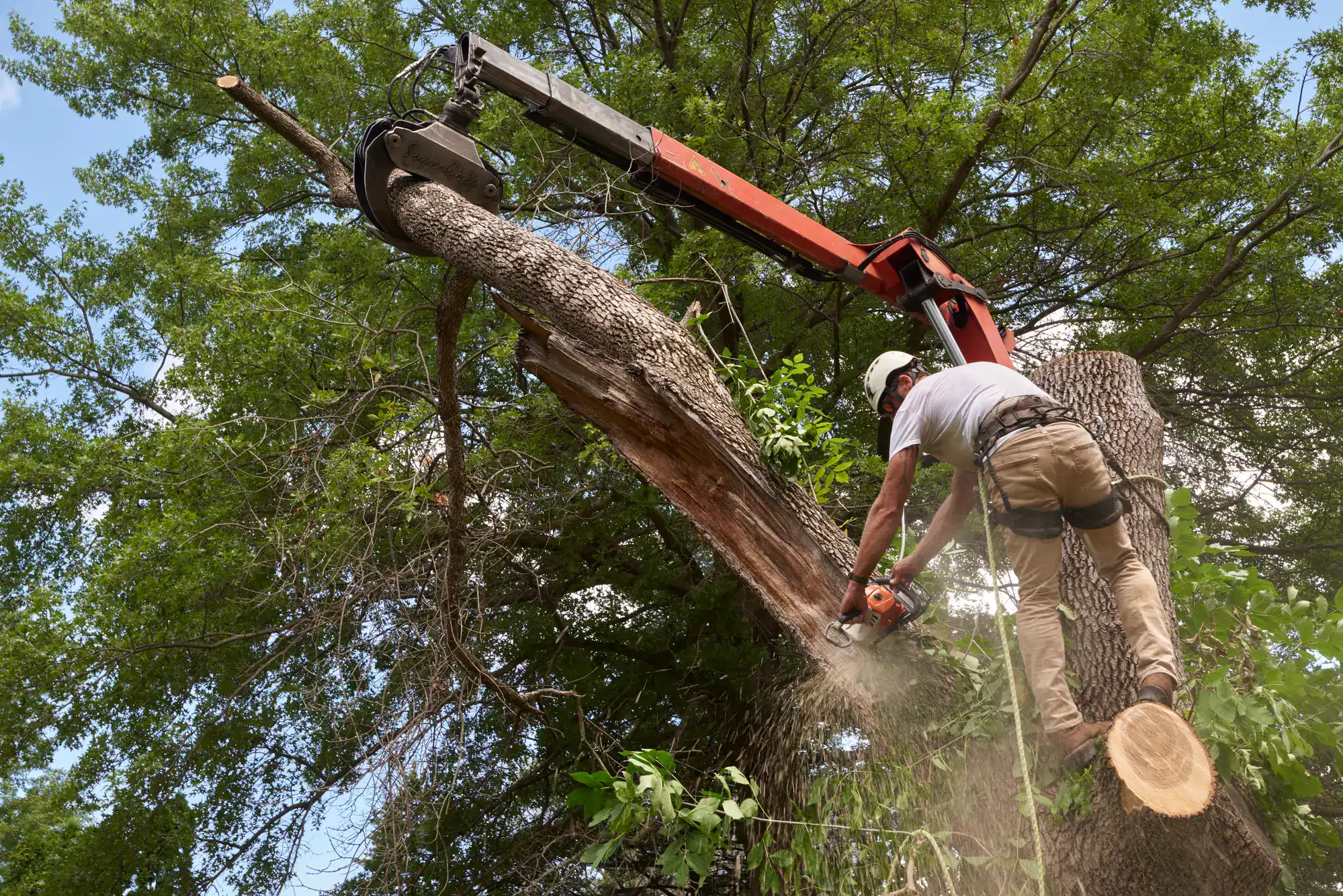A worker wearing safety gear uses a chainsaw to cut a large tree branch, while secured with a harness. A crane supports the heavy branch as sawdust falls and green leaves surround the scene.