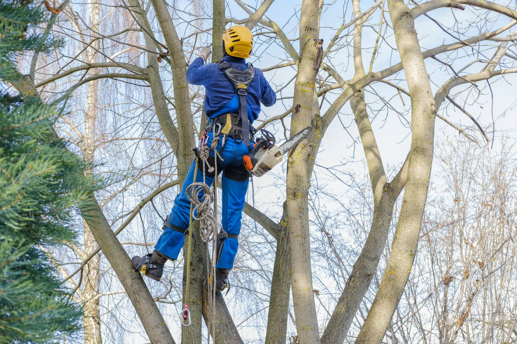 A person wearing safety gear and a yellow helmet uses a harness and ropes to climb and trim branches in a tall tree with a chainsaw on a clear day.