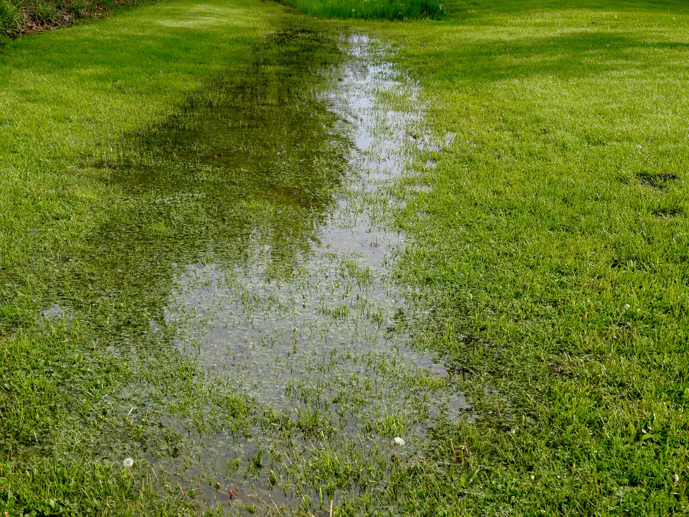 A large puddle of water covers a patch of green grass, reflecting the surrounding area and indicating poor drainage or recent heavy rain.