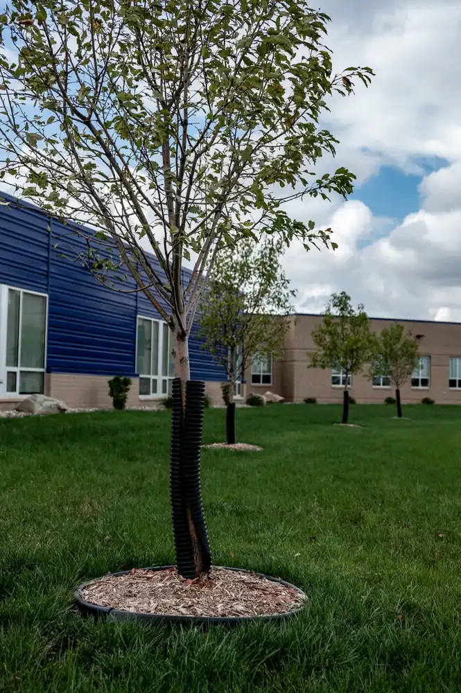 Young trees planted in a row on a grassy lawn, each surrounded by mulch and black plastic edging, with black protective tubing around their trunks. A blue and beige building is visible in the background under a cloudy sky.
