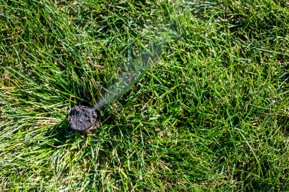 A spent firework shell emitting a trail of smoke sits on green grass, surrounded by blades of grass in sunlight.