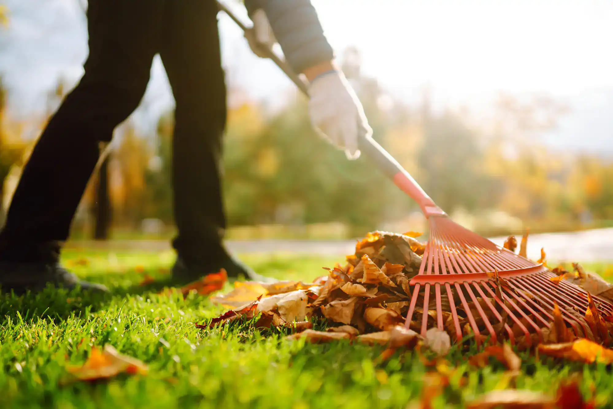 A person wearing gloves uses a red rake to gather fallen autumn leaves into a pile on green grass in a sunny outdoor setting.
