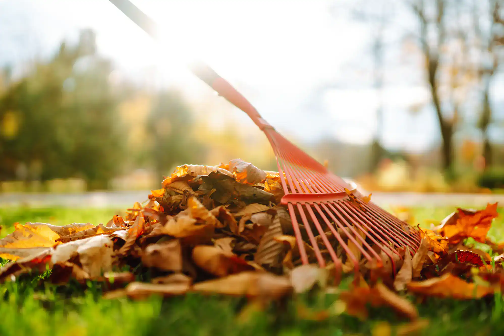 A red rake gathers a pile of fallen autumn leaves on bright green grass, with sunlight streaming through trees in the background.