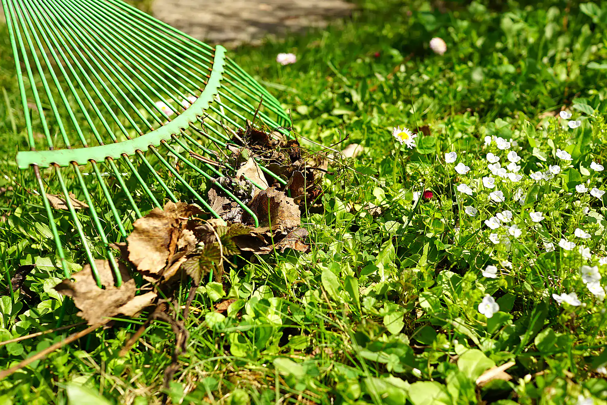 A green rake gathers dry leaves on a grassy lawn dotted with small white flowers in bright sunlight.