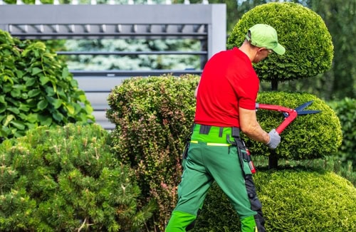 Professional tree trimming by Rolling Hills Property Services Inc enhances garden health and appearance in Long Island.