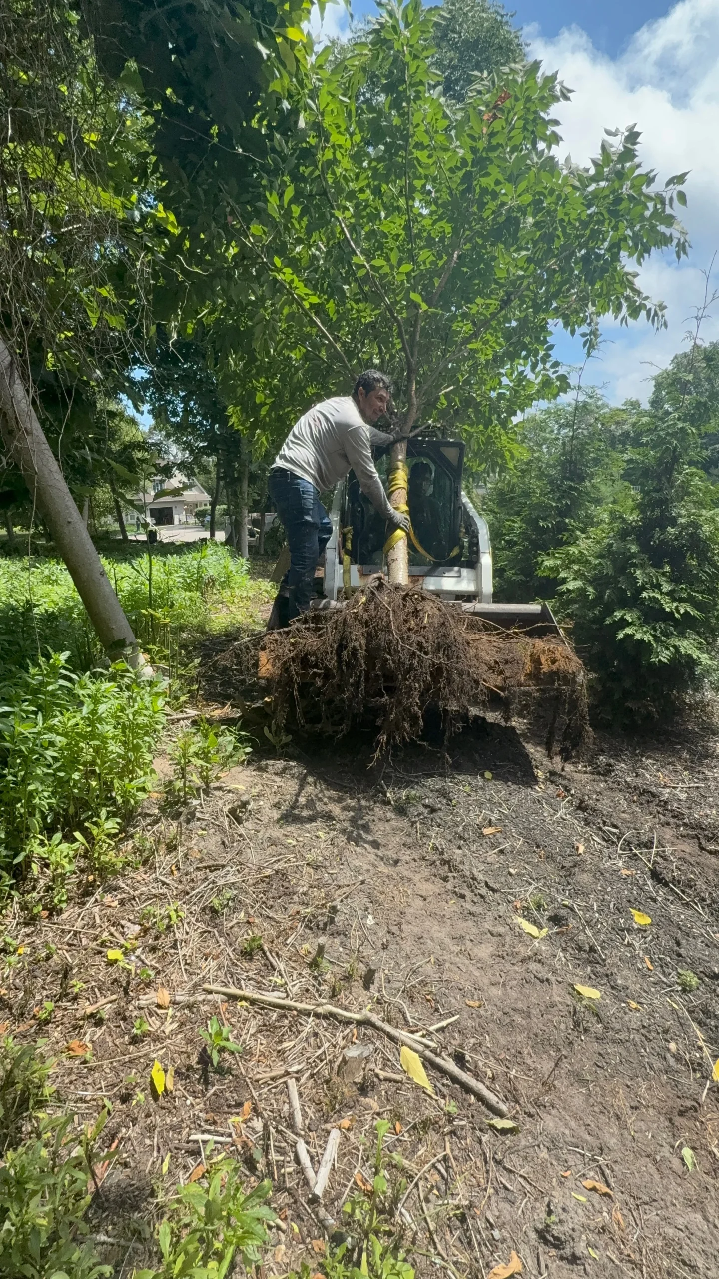 A man on a skid steer moves an uprooted tree in a green, wooded outdoor area, showcasing landscaping work.