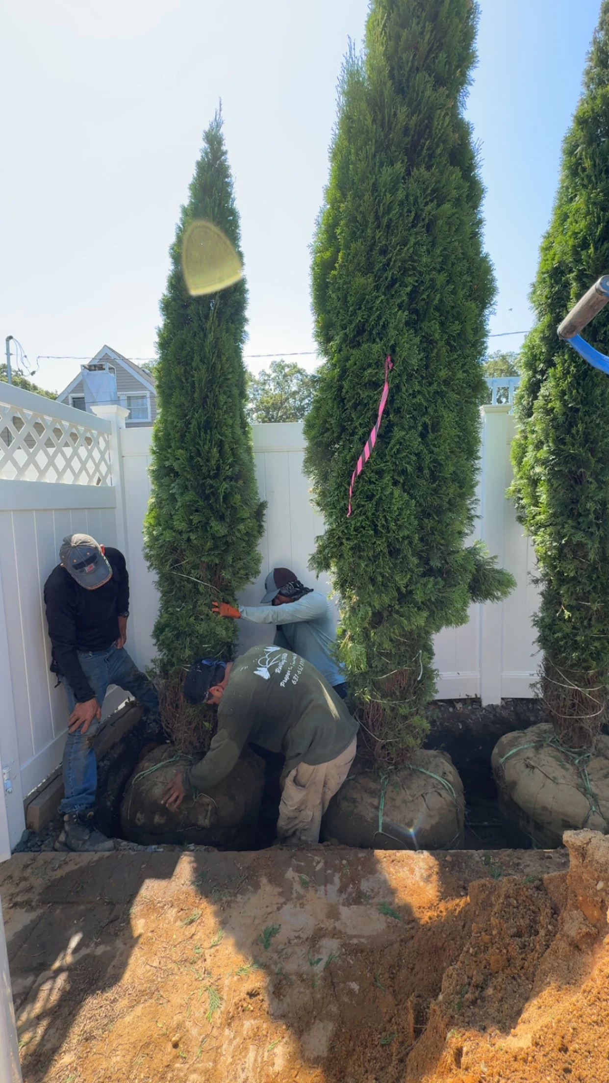 Workers plant large balled evergreen trees in a yard with a white fence under a clear blue sky.